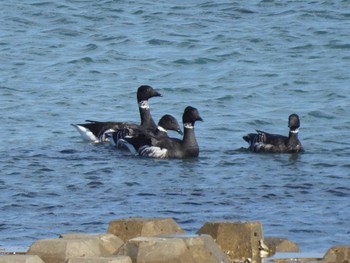 Sun, 11/27/2022 Birding report at 志津川湾