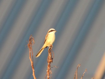 Brown Shrike(lucionensis) 宮古島 Sat, 10/1/2022