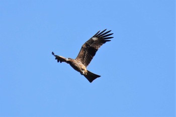 Black Kite 樗谿公園 Sun, 11/27/2022