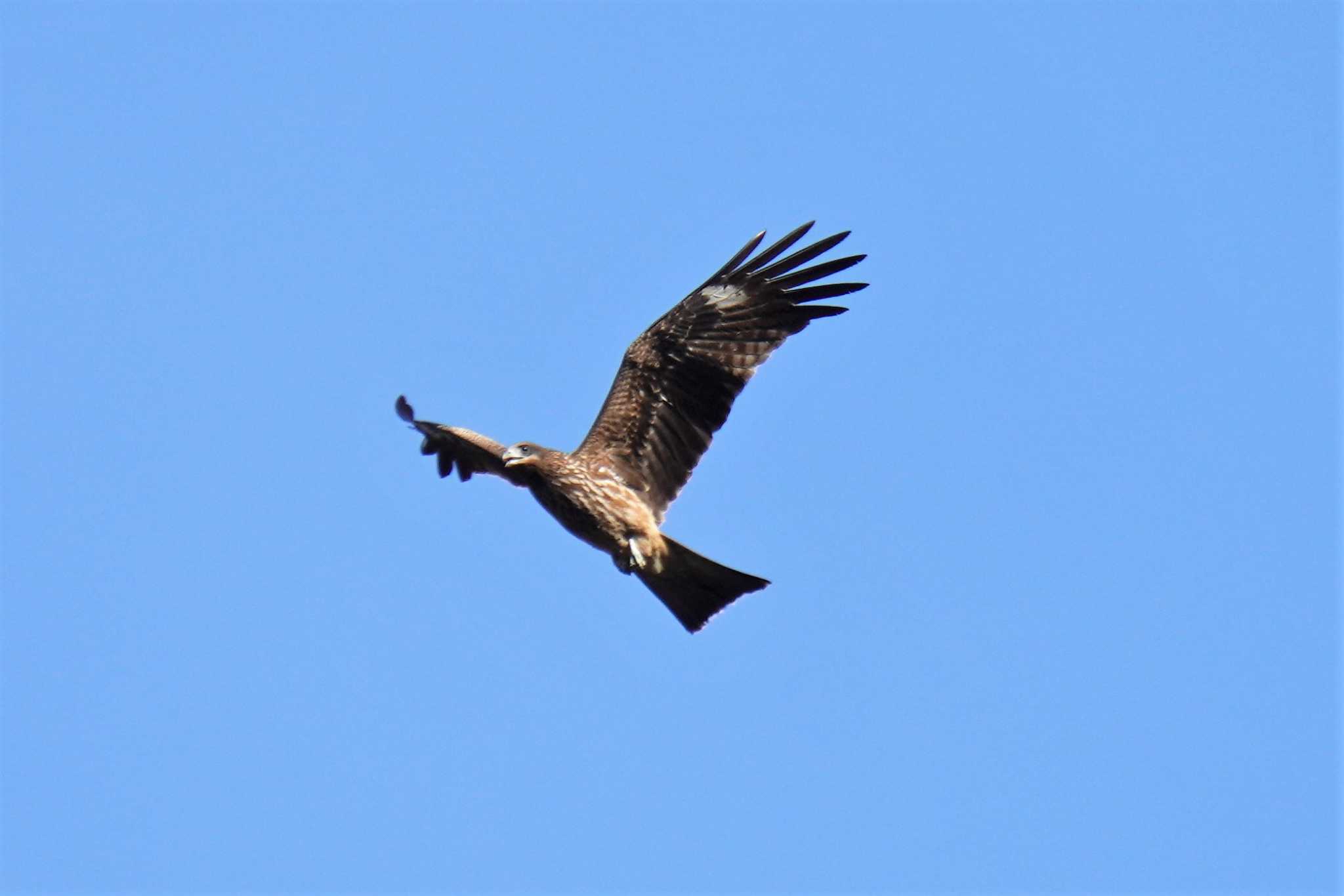 Black Kite