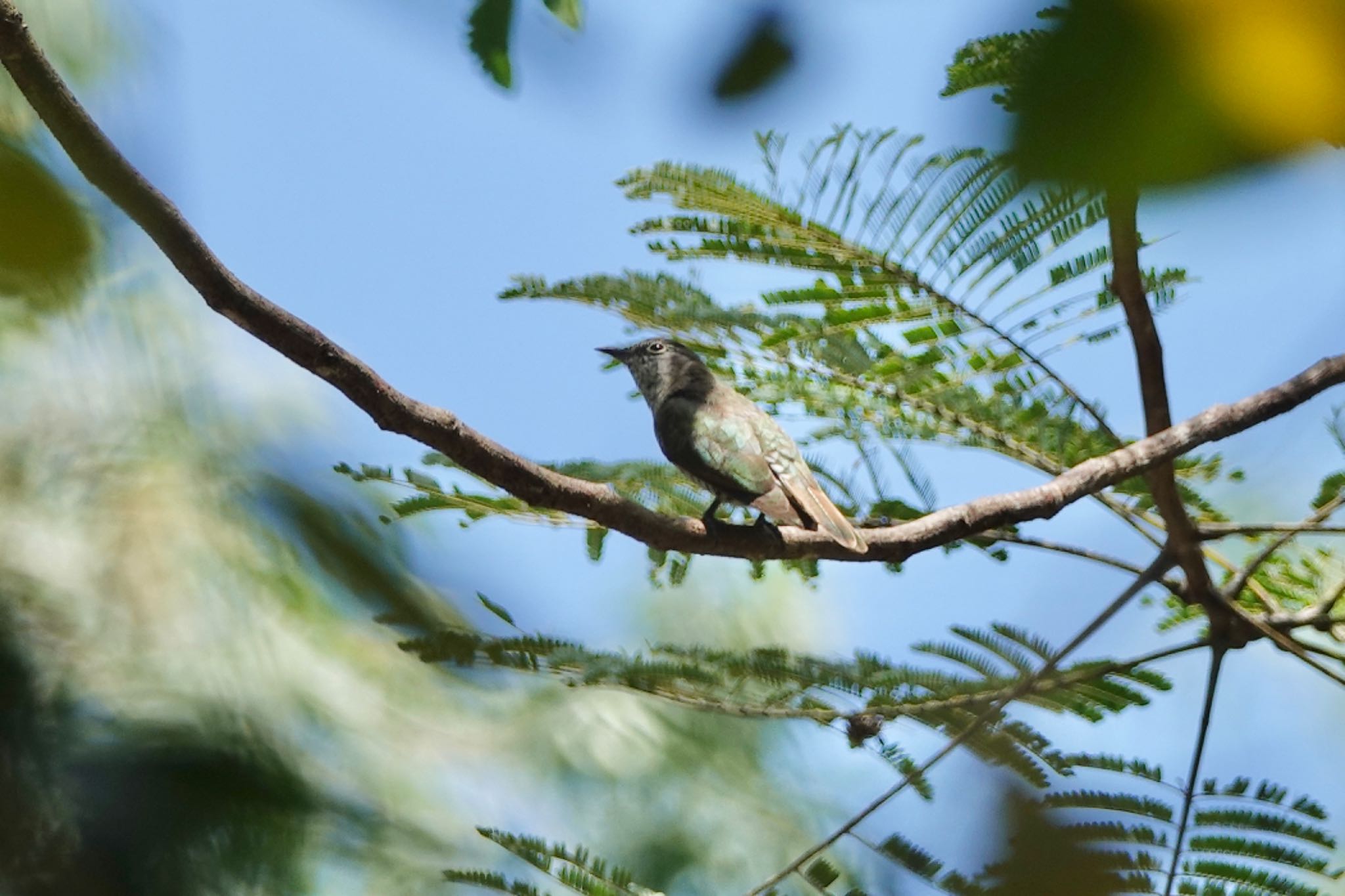 Shining Bronze Cuckoo