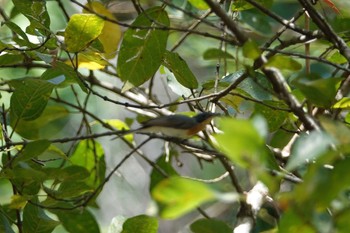 Leaden Flycatcher ケアンズ Sat, 10/8/2022