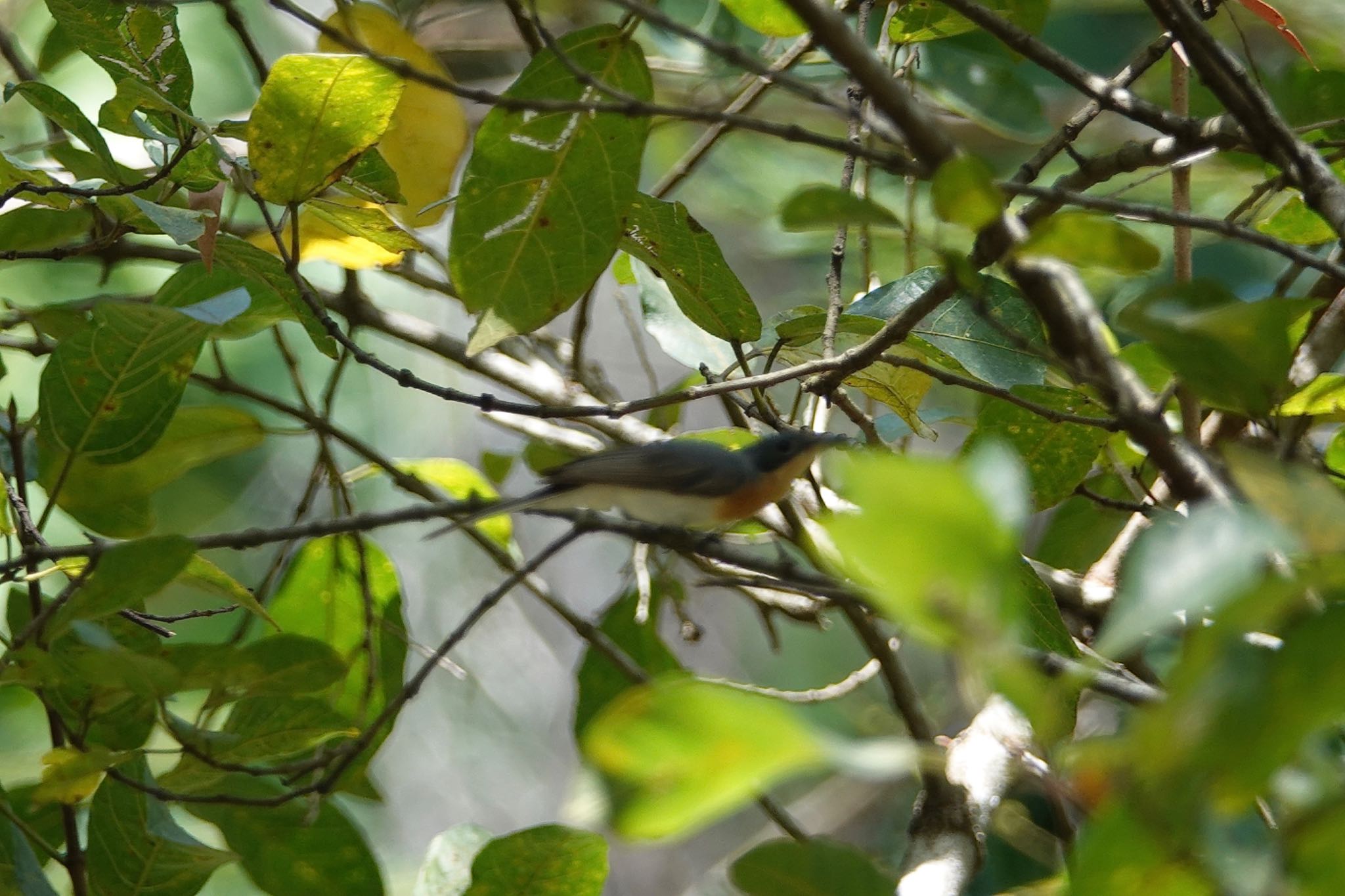 Leaden Flycatcher