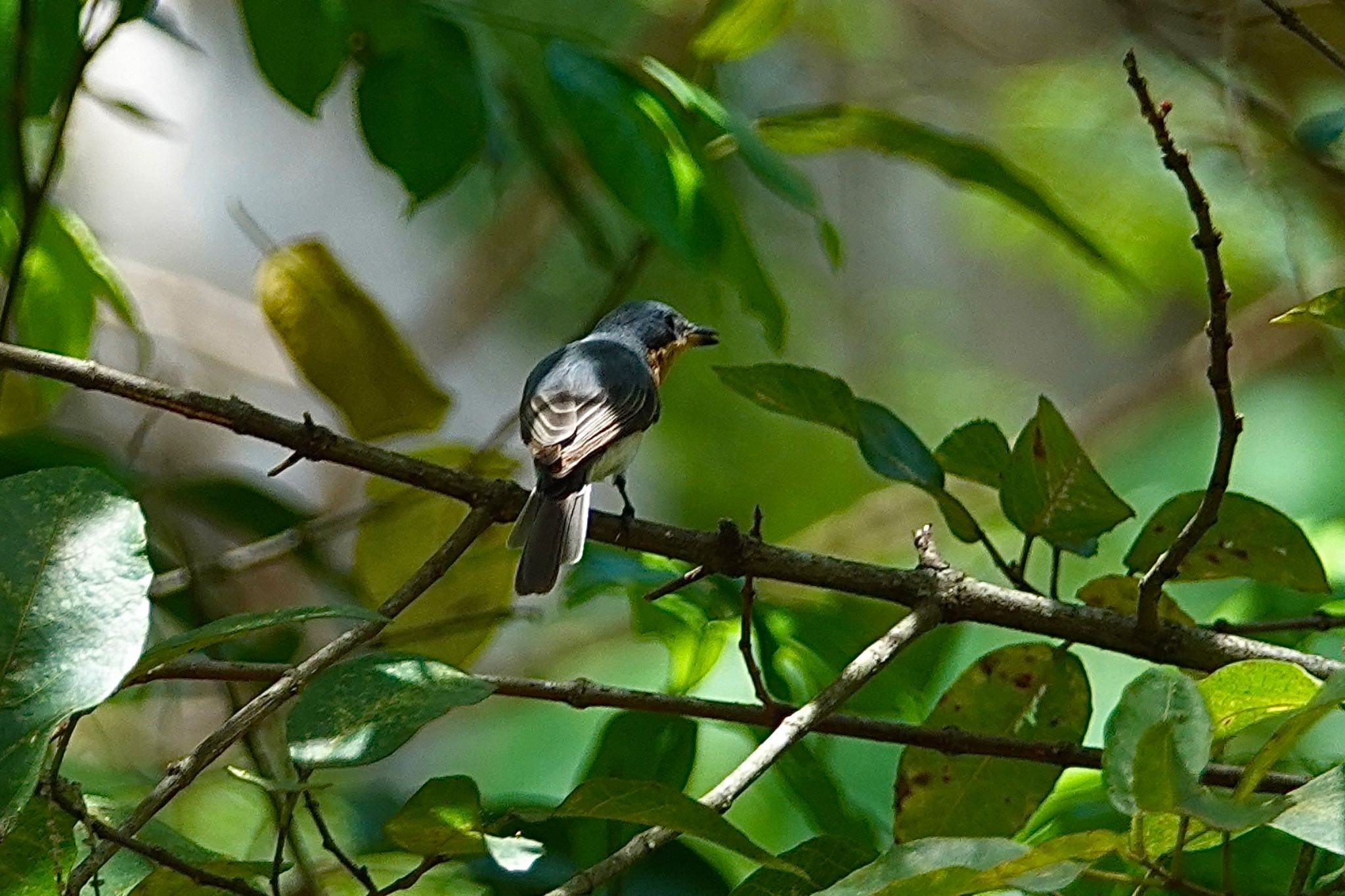 Photo of Leaden Flycatcher at ケアンズ by のどか