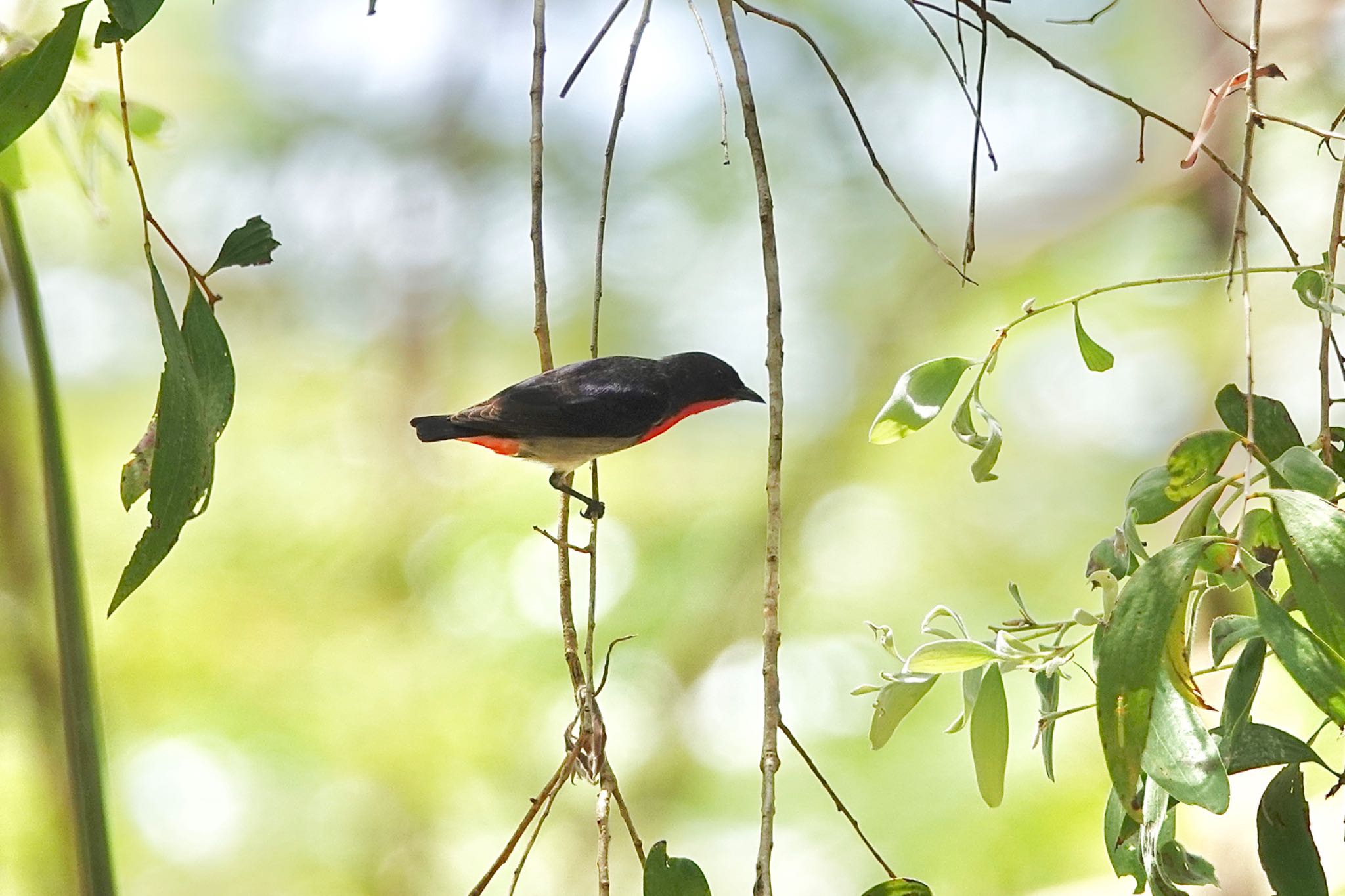 Mistletoebird