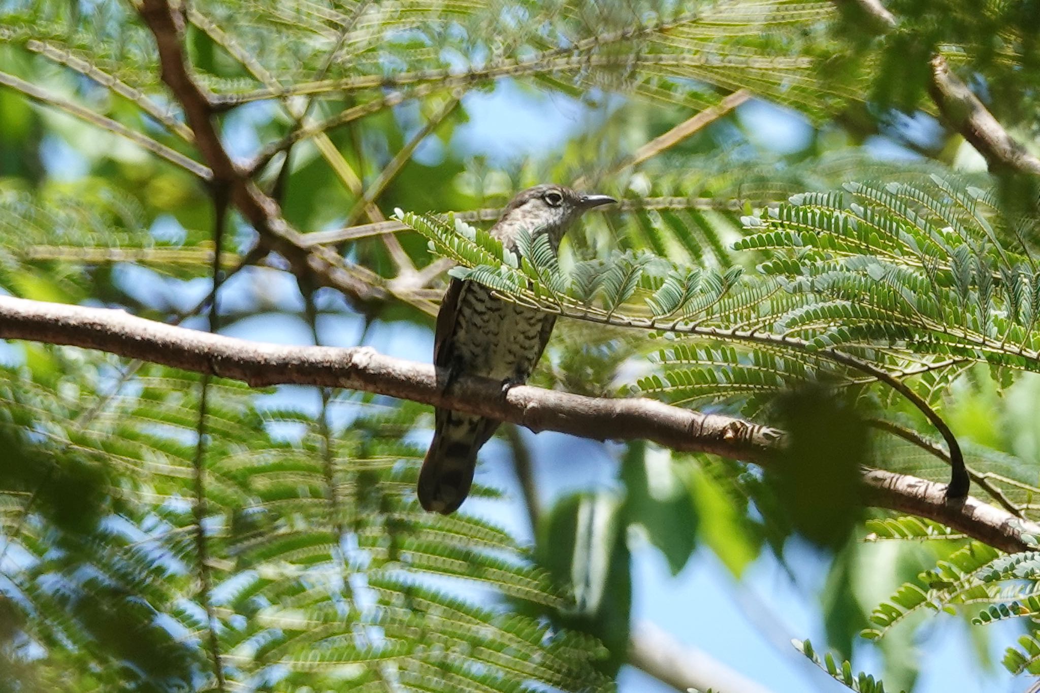 Shining Bronze Cuckoo