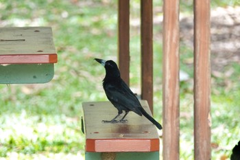 Black Butcherbird ケアンズ Sat, 10/8/2022