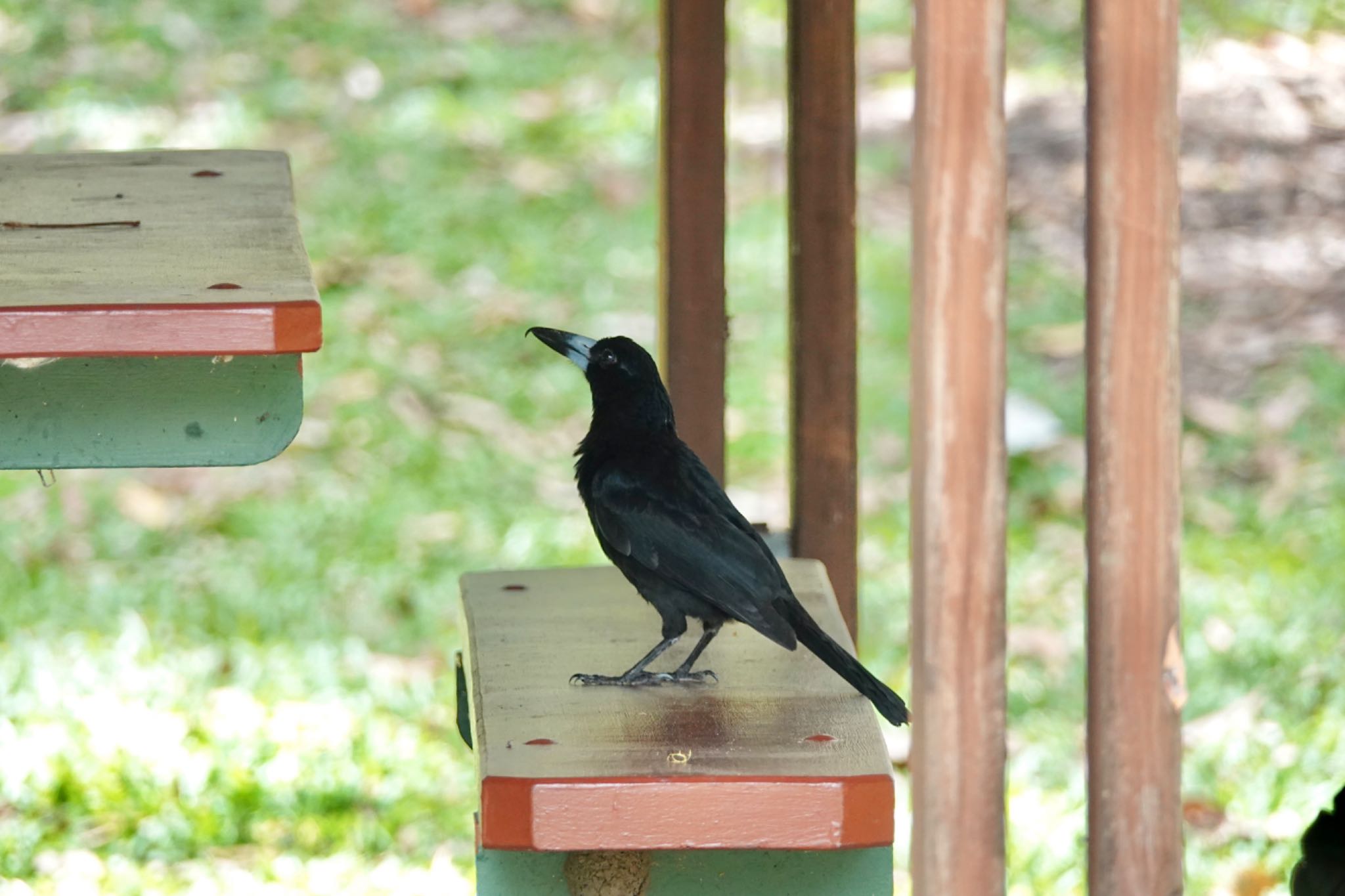 Photo of Black Butcherbird at ケアンズ by のどか