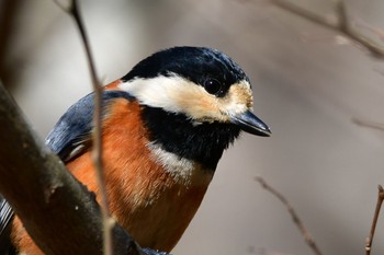 ヤマガラ 静岡県立森林公園 2022年1月4日(火)