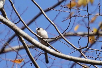 エナガ 樗谿公園 2022年11月27日(日)