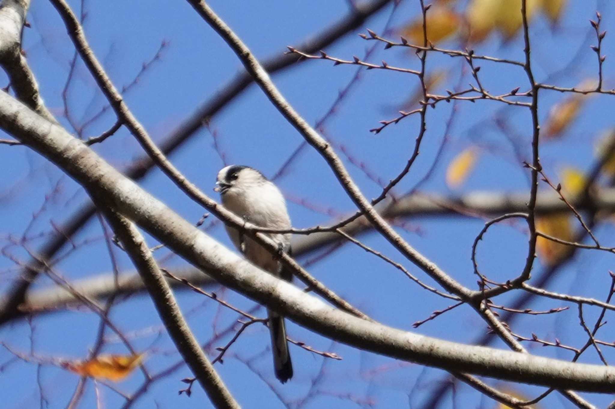 Photo of Long-tailed Tit at 樗谿公園 by jasmine