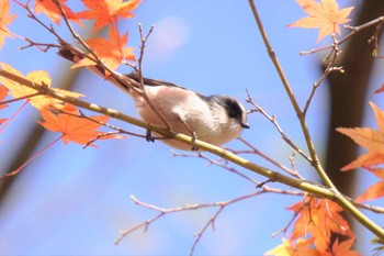 エナガ 樗谿公園 2022年11月27日(日)