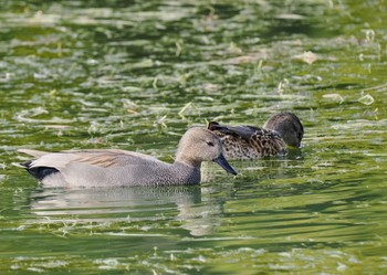 2022年11月17日(木) 大濠公園の野鳥観察記録