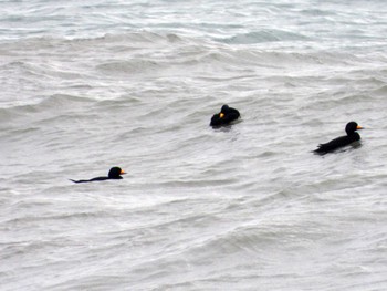 クロガモ 宮城県 鳥の海 2022年11月29日(火)