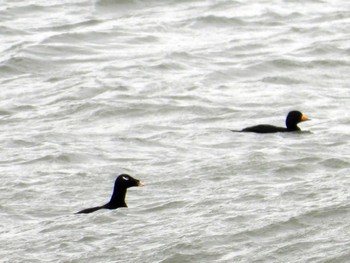 ビロードキンクロ 宮城県 鳥の海 2022年11月29日(火)