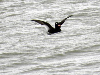 ビロードキンクロ 宮城県 鳥の海 2022年11月29日(火)