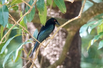 Spangled Drongo ケアンズ Sat, 10/8/2022