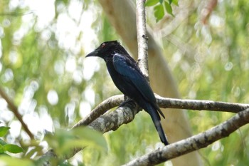 Spangled Drongo ケアンズ Sat, 10/8/2022