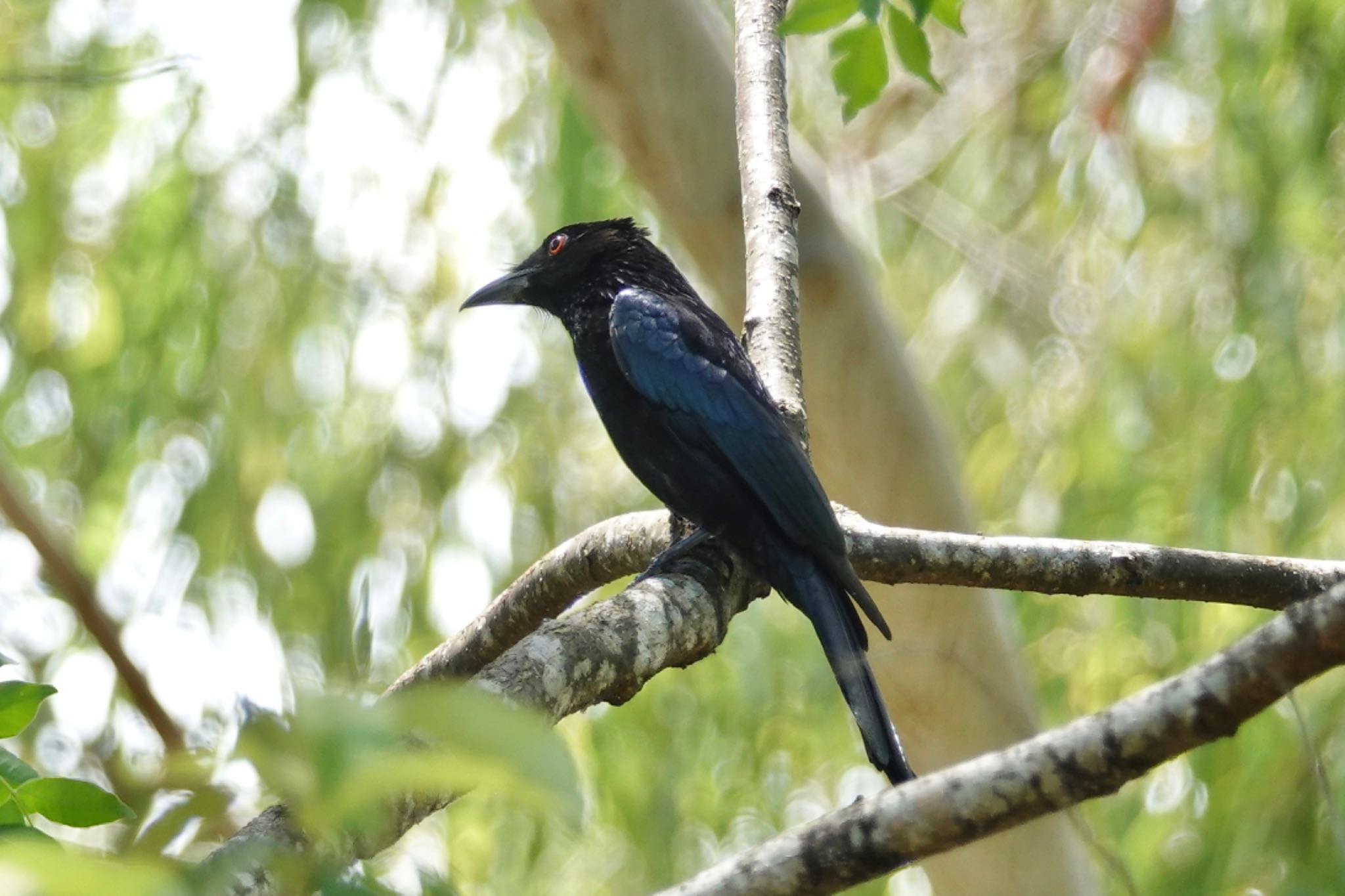 Photo of Spangled Drongo at ケアンズ by のどか