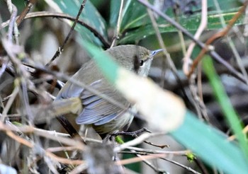 未同定 場所が不明 撮影日未設定