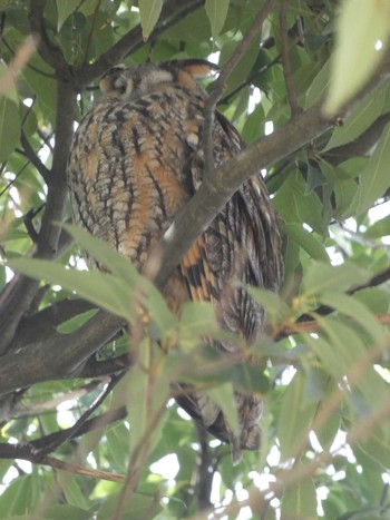 2022年11月20日(日) 鳥屋野潟の野鳥観察記録