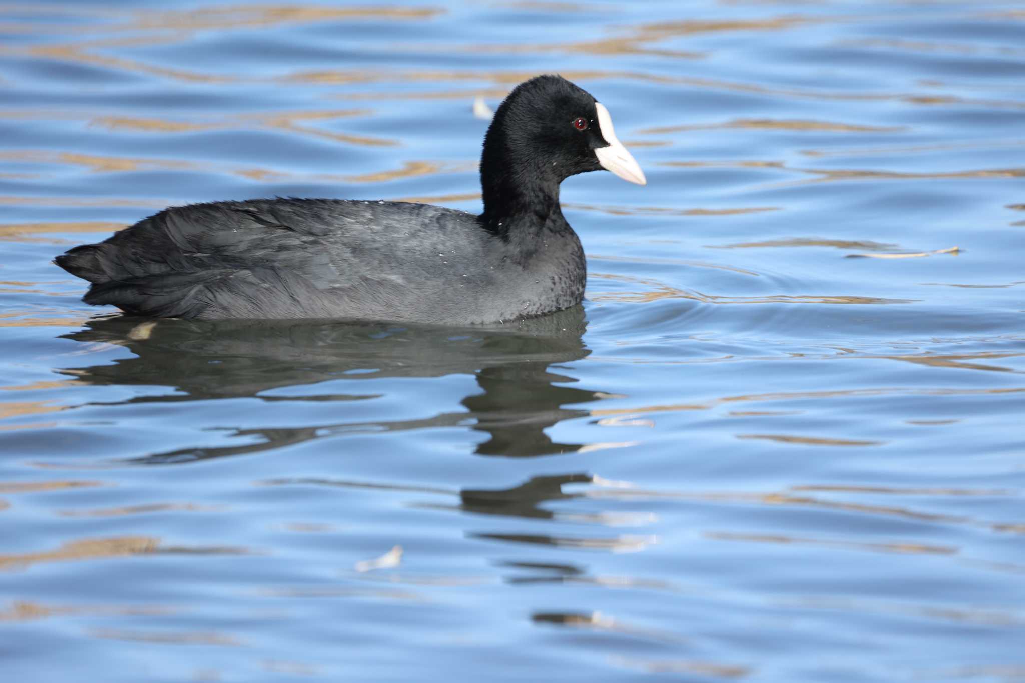 Eurasian Coot