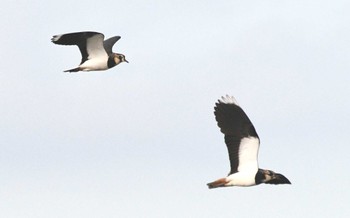 2022年11月27日(日) 平塚田んぼの野鳥観察記録