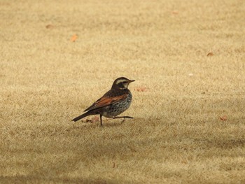 Dusky Thrush 二条城 Mon, 2/12/2018