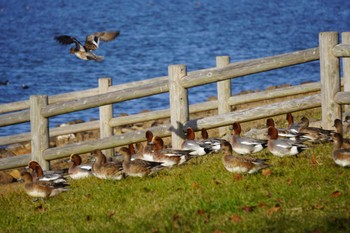 Eurasian Wigeon 湖山池(鳥取市) Sun, 11/27/2022