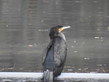 カワウ 二条城 2018年2月12日(月)