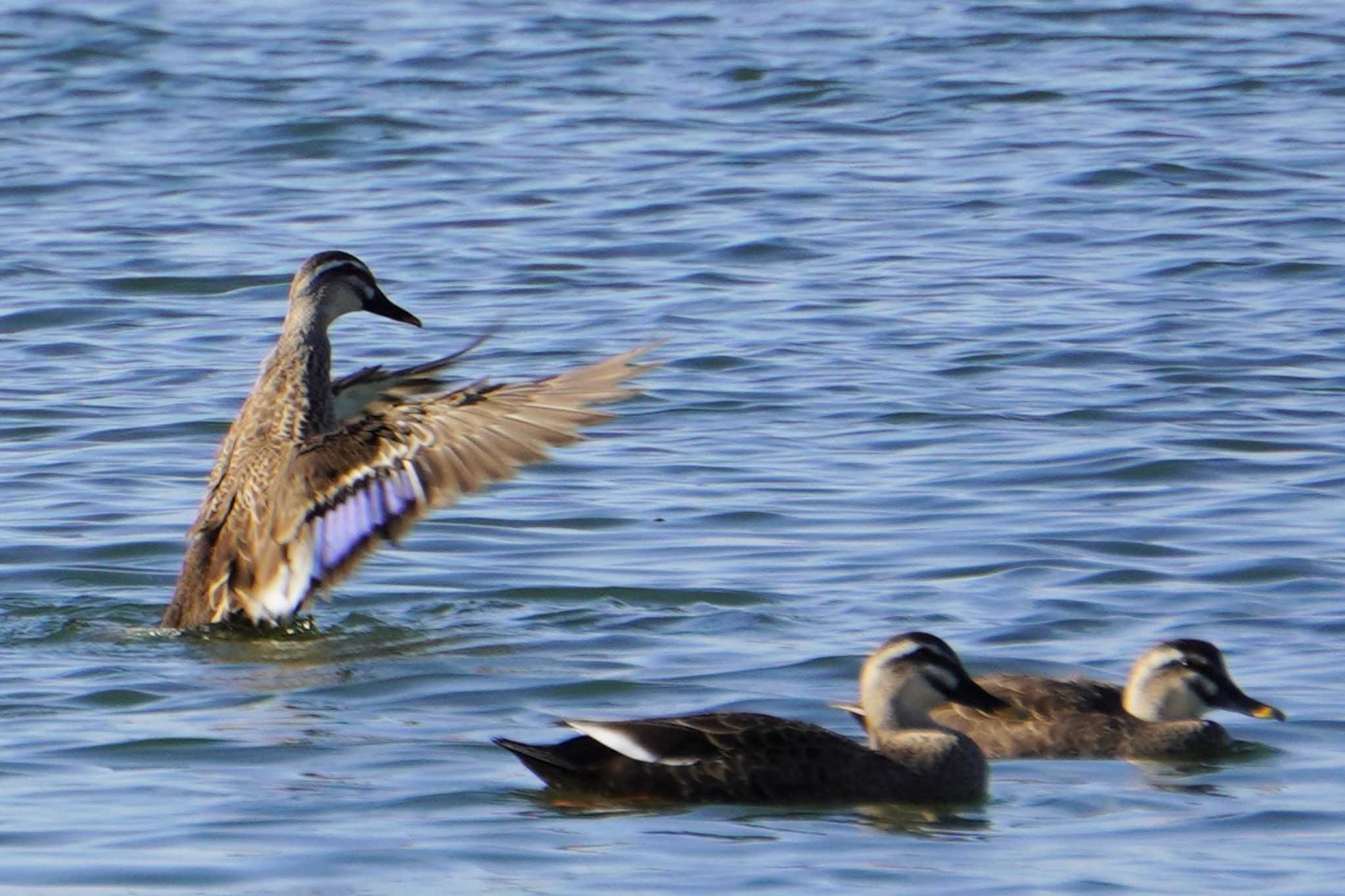 Photo of Pacific Black Duck at 湖山池(鳥取市) by jasmine