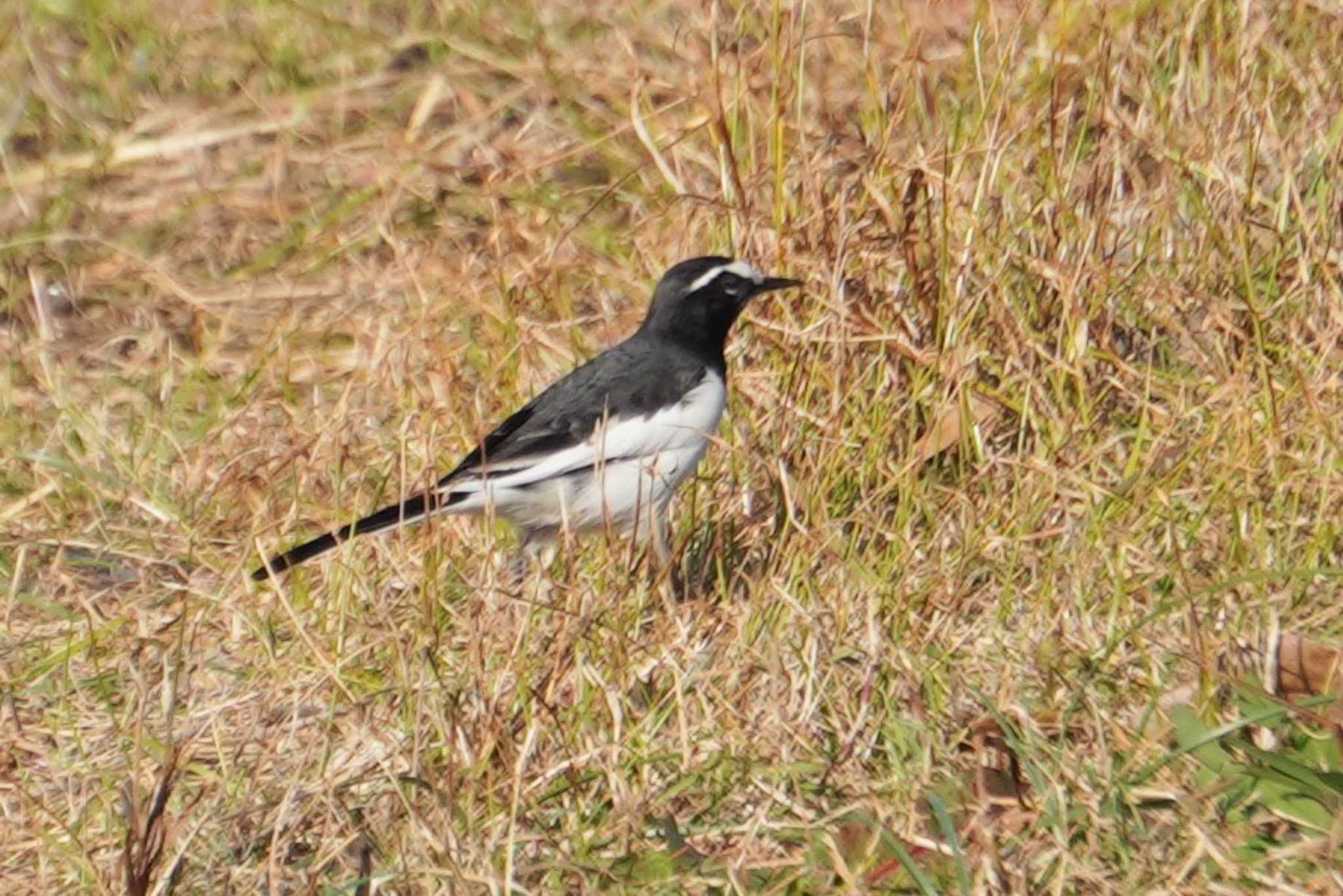 Photo of Japanese Wagtail at 湖山池(鳥取市) by jasmine