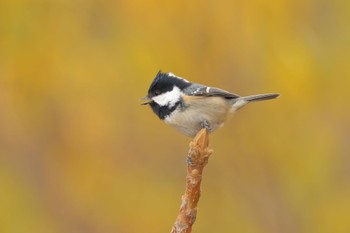 Coal Tit Makomanai Park Fri, 11/4/2022