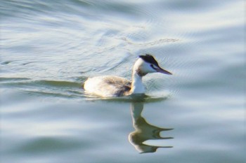 カンムリカイツブリ 湖山池(鳥取市) 2022年11月27日(日)