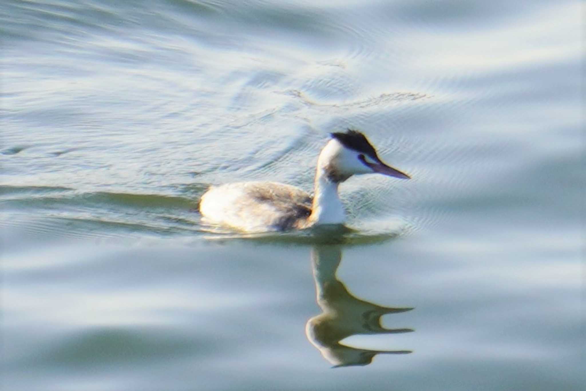 Photo of Great Crested Grebe at 湖山池(鳥取市) by jasmine