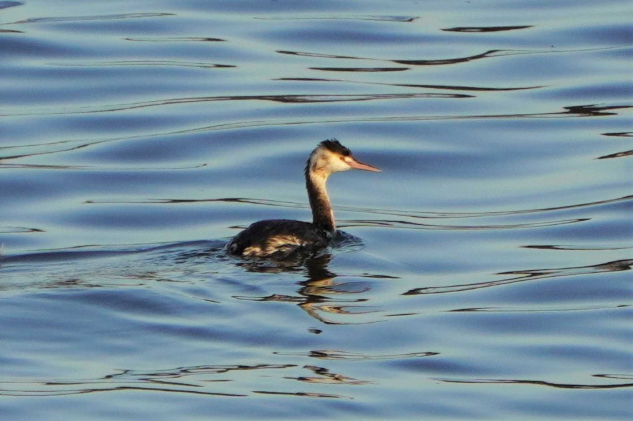 Great Crested Grebe