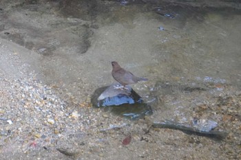 カワガラス 湯村温泉 2022年11月28日(月)