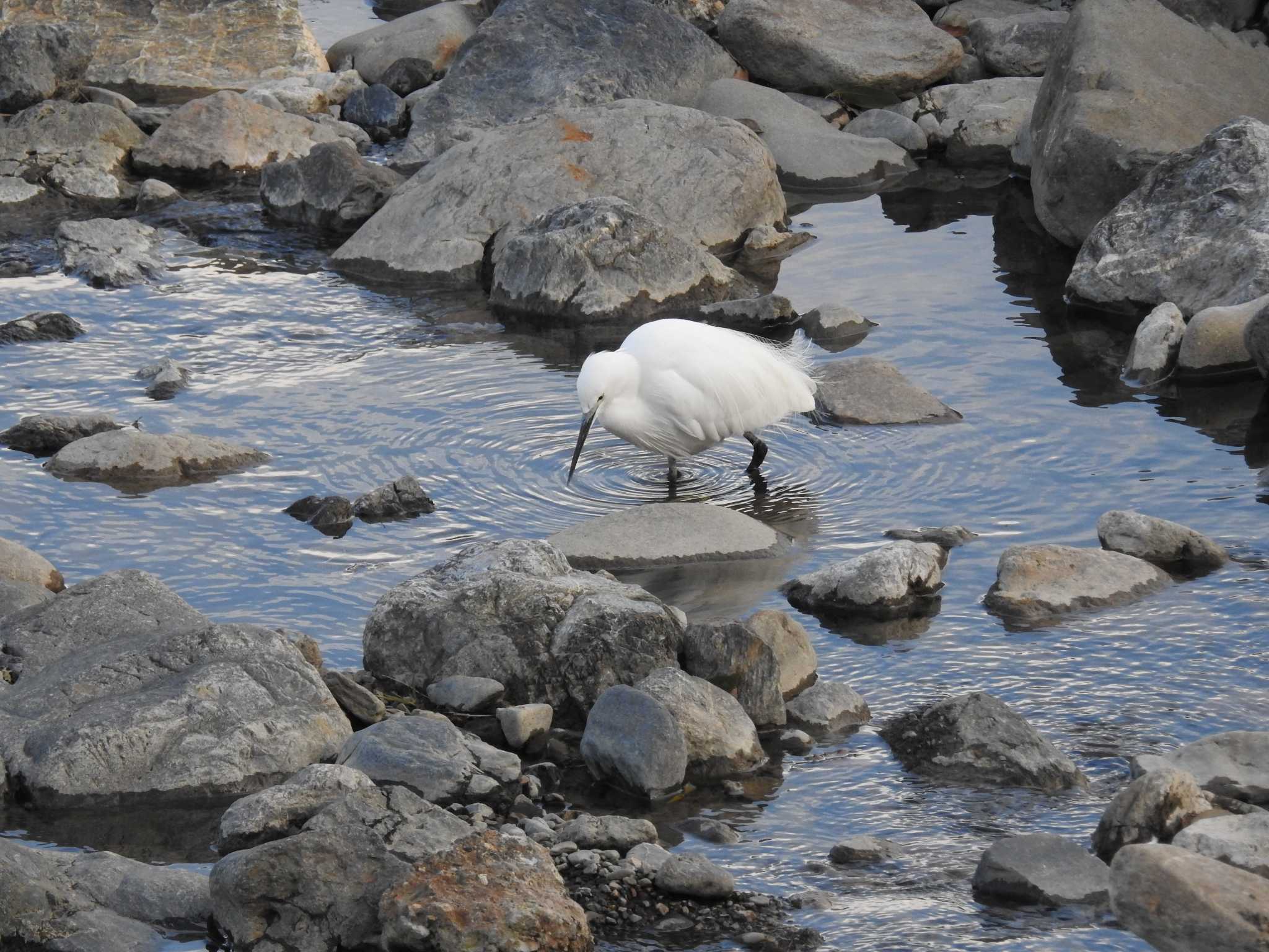 Photo of Little Egret at 嵐山 by ぴよお