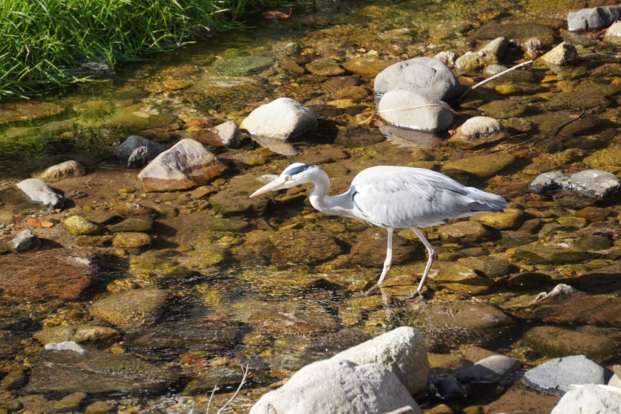 Photo of Grey Heron at 湯村温泉 by jasmine