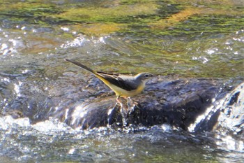 Grey Wagtail 湯村温泉 Mon, 11/28/2022