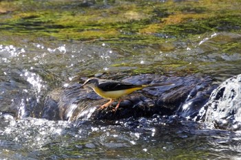 Grey Wagtail 湯村温泉 Mon, 11/28/2022