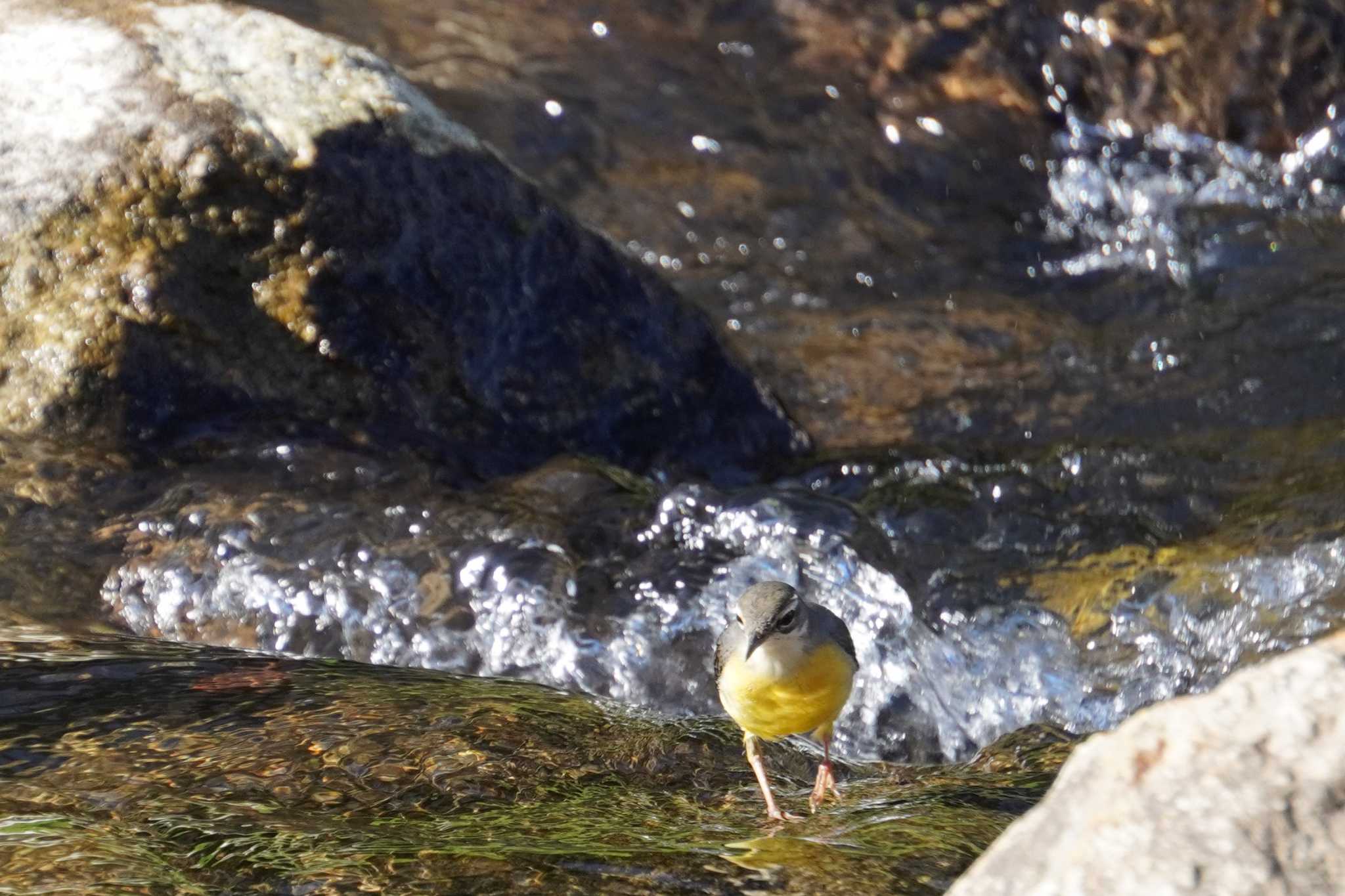 Grey Wagtail