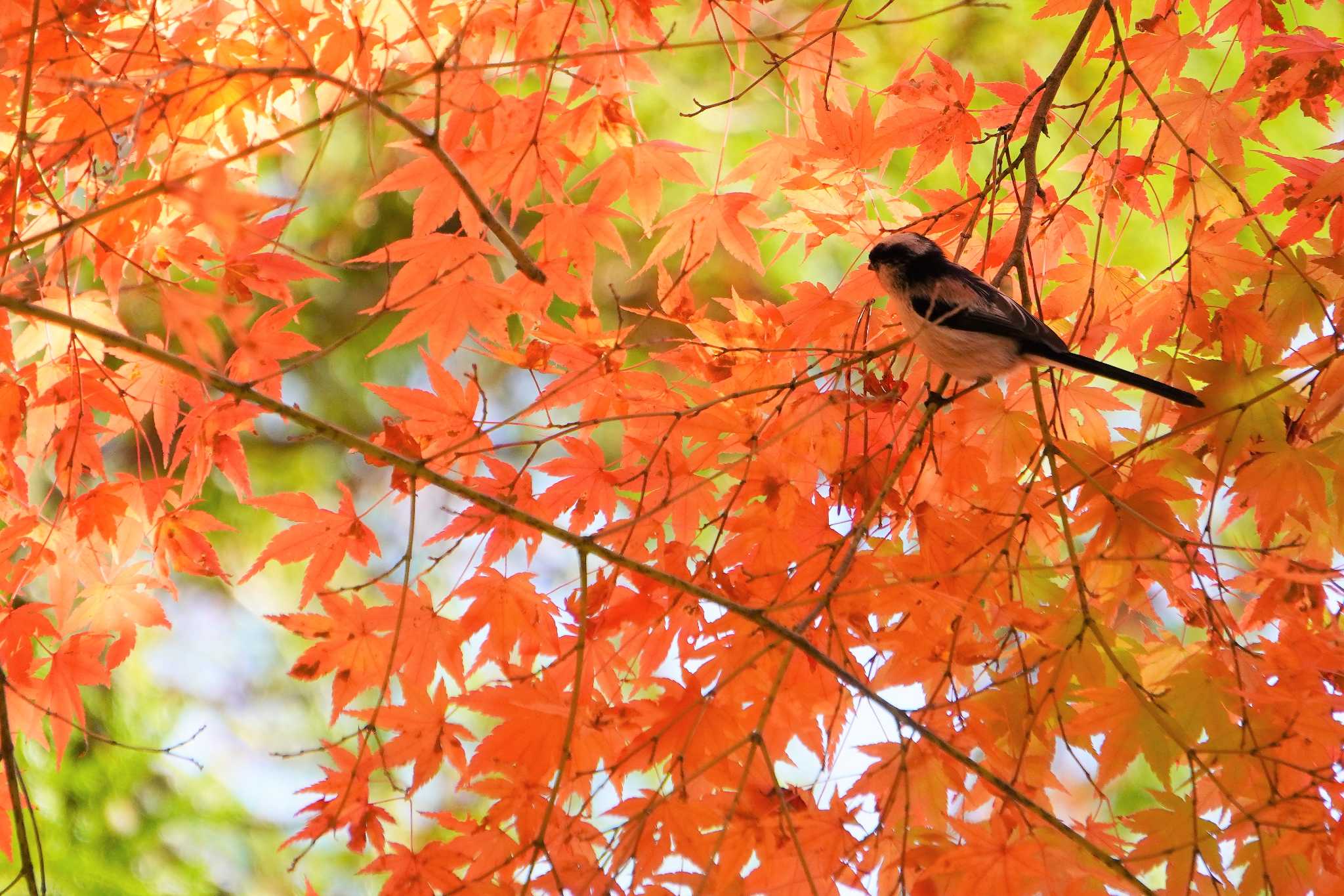 Photo of Long-tailed Tit at 樗谿公園 by jasmine