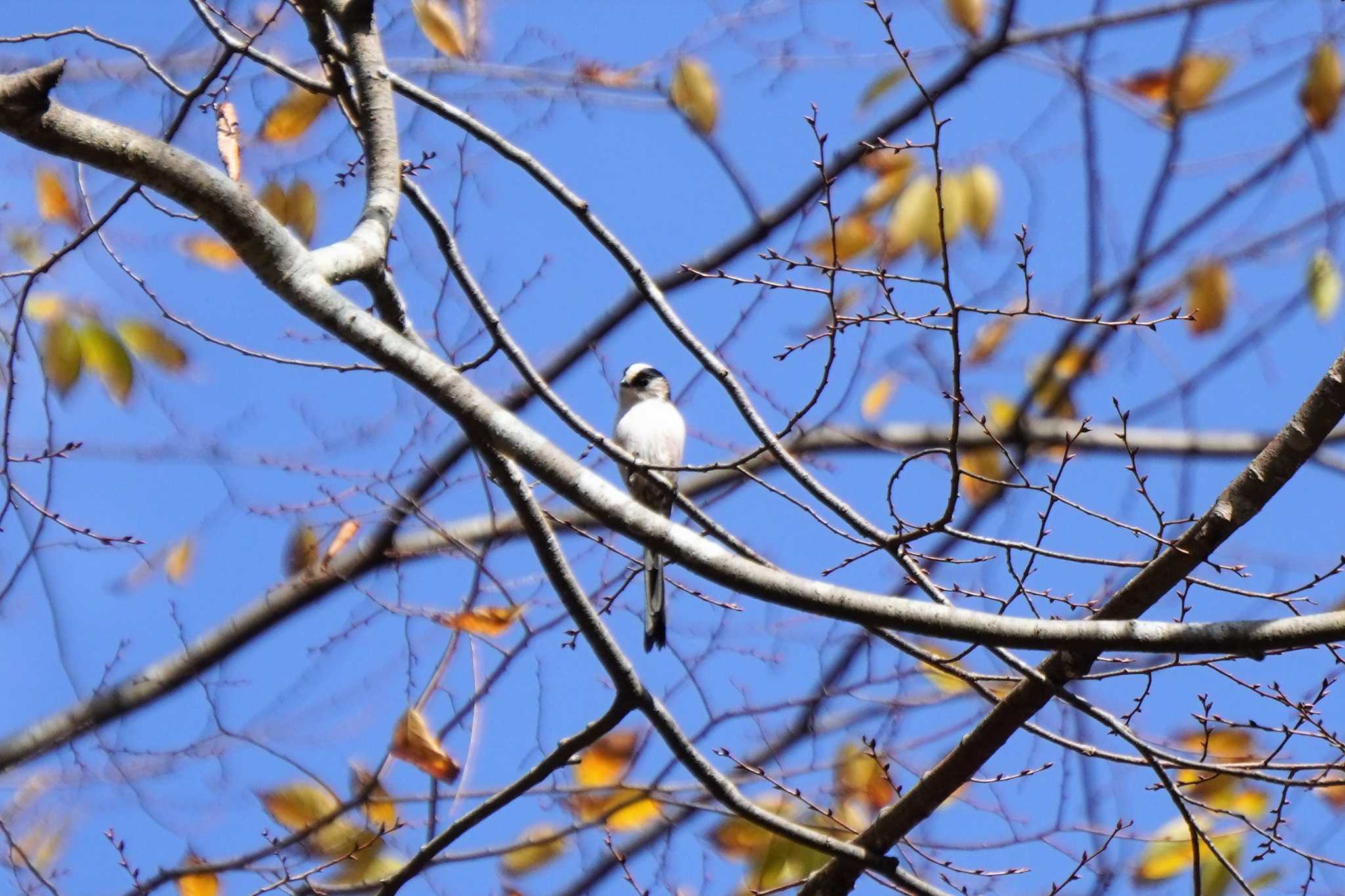 樗谿公園 エナガの写真 by jasmine