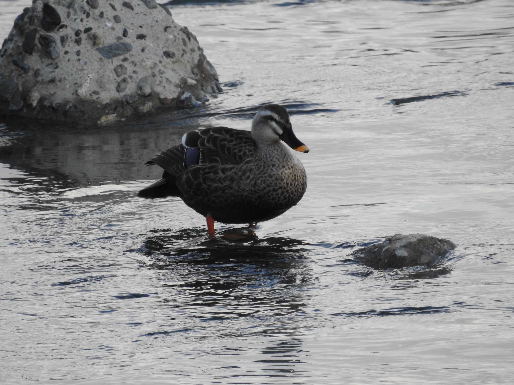 Photo of Eastern Spot-billed Duck at 嵐山 by ぴよお