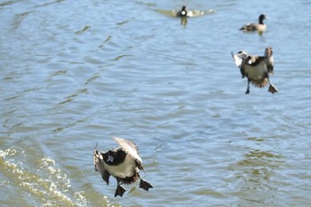 2022年11月27日(日) 大池親水公園の野鳥観察記録