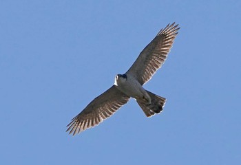 オオタカ 埼玉県川島町 2022年11月21日(月)