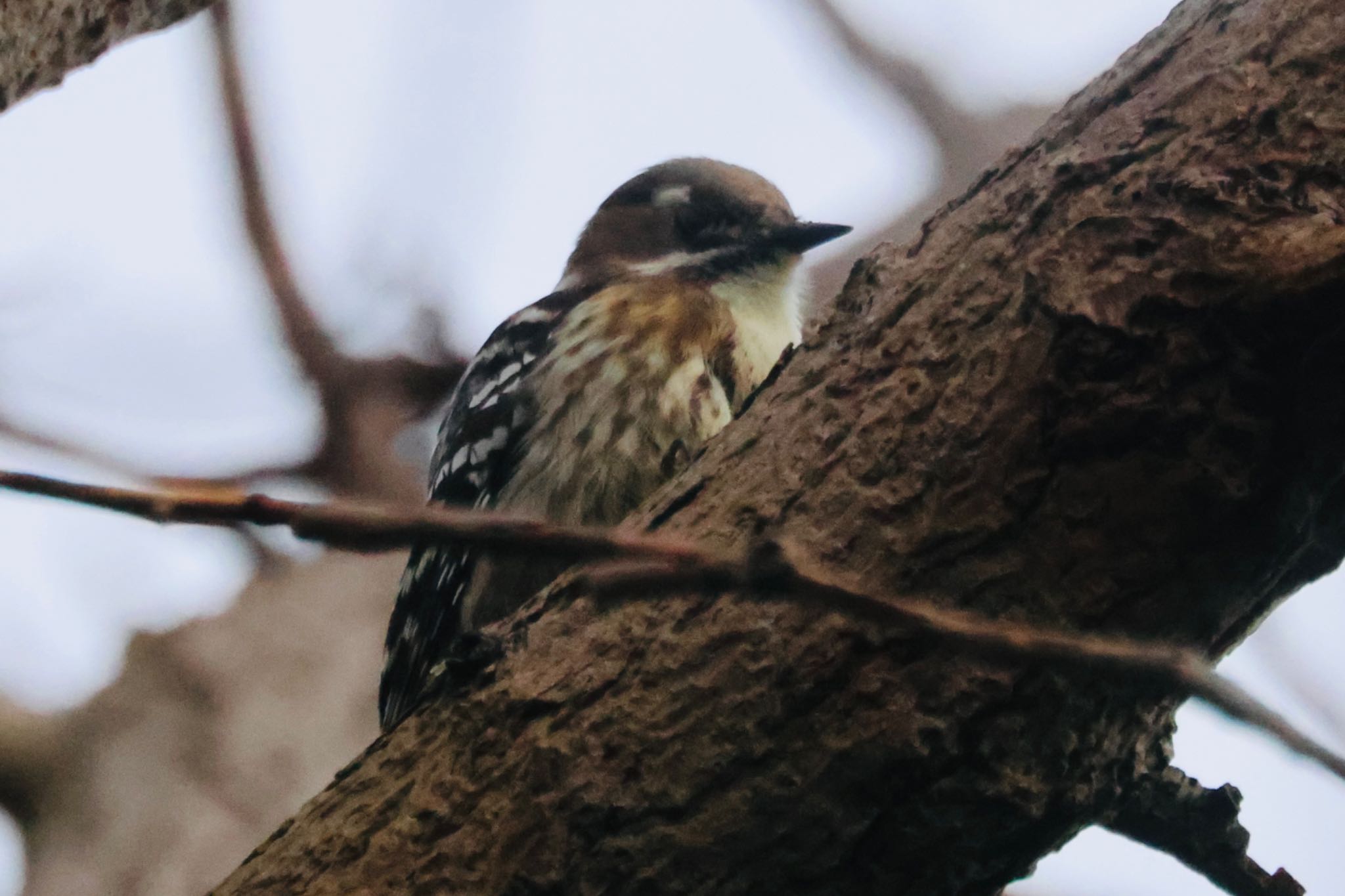 Japanese Pygmy Woodpecker