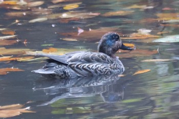 マガモ 平塚総合公園 2022年11月30日(水)