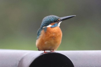 2022年11月30日(水) 平塚市総合公園の野鳥観察記録